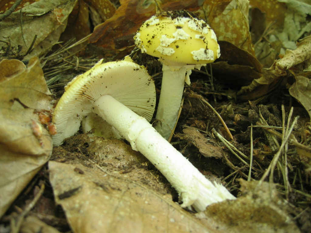 2005 :  Un anno di funghi
